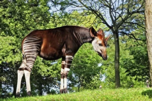 Related Images Framed Print Collection: Okapi - male Family: Giraffidae