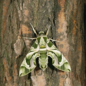 26 Jul 2004 Greetings Card Collection: Oleander Hawk Moth