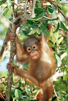 Primates Jigsaw Puzzle Collection: Orang-utan Baby, hanging off tree, Borneo