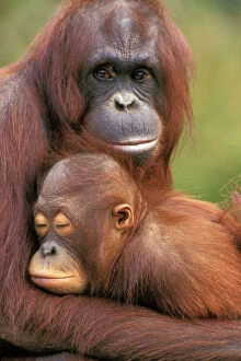 Orangutan Mouse Mat Collection: Orangutan - mother with baby 4MP275