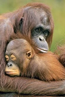 Pygmaeus Collection: Orangutan - mother with young. 4Mp272