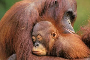 Primates Photographic Print Collection: Orangutans 4Mp278