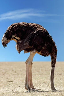 Related Images Metal Print Collection: Ostrich - with head in sand Digital Manipulation: changed background to blue sky
