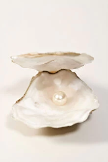 Oysters Fine Art Print Collection: Oyster Shell With artificial pearl