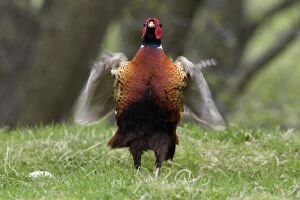 14 May 2005 Metal Print Collection: Pheasant - Cock whirring wings after crowing, Northumberland, England