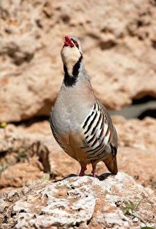 Chukar Partridge Collection: Picture No. 10886770