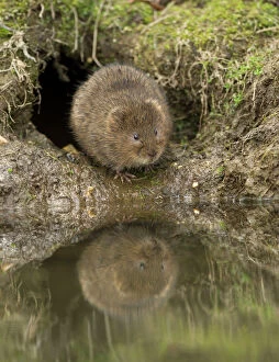 Water Vole Collection: Picture No. 11091998