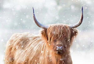 Highland Cow Photo Mug Collection: Picture No. 11768835
