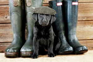 Labradors Collection: Picture No. 11768937