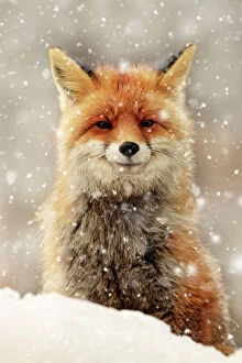 Red Fox Fine Art Print Collection: Picture No. 11769126