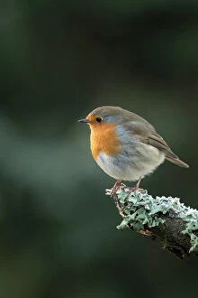 European Robin Collection: Picture No. 11773104