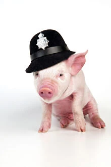John White Collection: PIG - Piglet sitting wearing a police hat