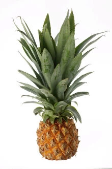 Pineapple Collection: Pineapple