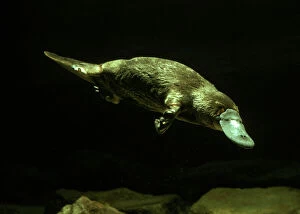 Related Images Fine Art Print Collection: Platypus Underwater, Eastern Australia, eastern Australia JPF02584