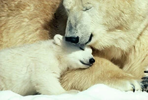 Mother And Young Collection: Polar Bear With cub