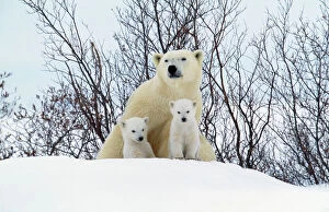 Polar Bear Framed Print Collection: Polar Bear - Parent with young