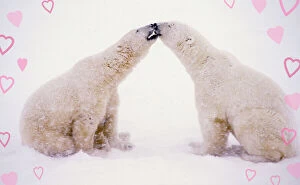 Polar Bear Canvas Print Collection: Polar Bears with pink hearts MA1574