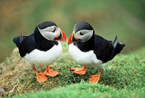 Valentine's Day Poster Print Collection: Puffin Pair