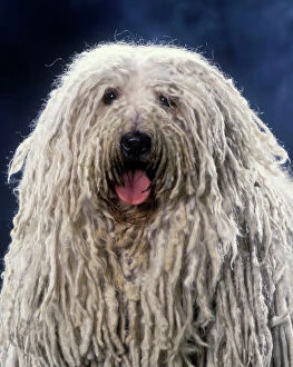 Funny Collection: Puli / Hungarian Sheepdog - With mouth open