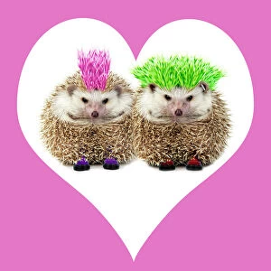 Valentine's Day Metal Print Collection: Punk girl and boy Hedgehog - in pink heart shaped frame. Manipulated image