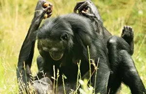 Chimpanzees Collection: Pygmy / Bonobo CHIMPANZEE - mating