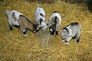 Barns Collection: Pygmy Goat kids investigating a polythene bag
