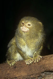 Related Images Pillow Collection: Pygmy Marmoset - worlds smallest Monkey Upper Amazon, Colombia, Peru