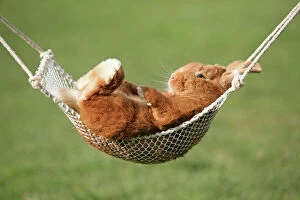 Hammock Collection: Rabbit lying down in a hammock