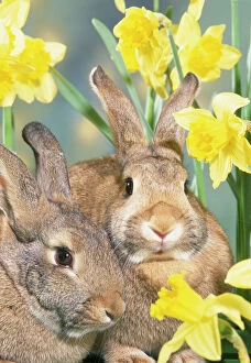 Pairs Collection: Rabbits - in Daffodils