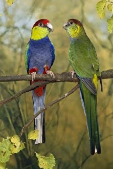 Parrot (Birds, Animals) Collection For sale as Framed Prints, Photos, Wall  Art and Photo Gifts #65