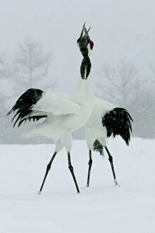 Valentine's Day Collection: Red-crowned Crane - pair displaying, necks intertwined. In snow Hokkaido, Japan