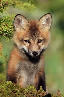 Red Fox Jigsaw Puzzle Collection: Red Fox - 7 week old cub. Montana - USA