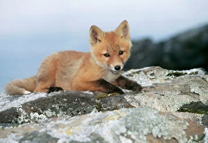 Red Fox Jigsaw Puzzle Collection: Red Fox Cub