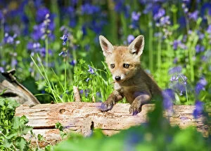 Related Images Collection: Red Fox - cub on log in bluebells - controlled conditions 12692