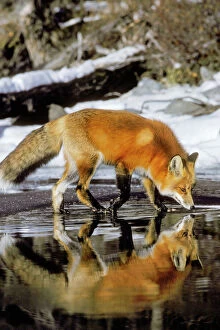 Red Fox Photo Mug Collection: Red Fox - along edge of freezing lake, November. Sometimes a puddle of melt water would form