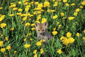 Red Fox Poster Print Collection: Red Fox - Pup in yellow dandelions, MF561. Game Farm, Montana, USA