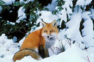Christmas Collection: Red fox - sitting in snow. Winter. Prince Albert National Park, Canada