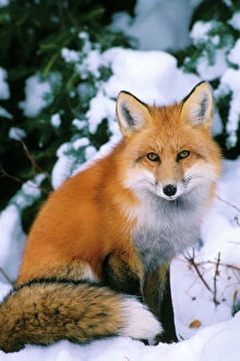 Red Fox Photo Mug Collection: Red Fox in snow Prince Albert National Park, Canada Mf87