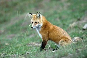 Foxes Collection: Red Fox Side view of animal sitting Yellowstone NP. USA