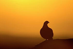 Related Images Metal Print Collection: Red Grouse On heather moor, overlooking its domain at sunrise. Silhouette. North Yorkshire