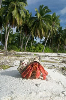 Crab Collection: Red Hermit Crab in its habitat, emerging from its shell. On Home Island, Cocos (Keeling) Islands