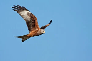 Natural World Collection: Red Kite - adult in flight, Powys, Wales, UK