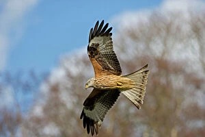 Related Images Fine Art Print Collection: Red Kite - In flight - Wales - UK - Protected in the UK and increasing its range - Mainly found in