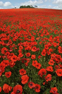Wild Flowers Collection: Red Poppies in April Faringdon Oxon UK