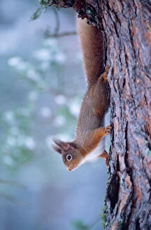 Squirrel Pillow Collection: red Squirrel