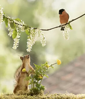Sciurus Vulgaris Collection: Red Squirrel and bullfinch with a hagberry flower branch