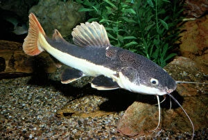 Fishes Collection: Red-tailed Catfish Amazon River basin, Brazil