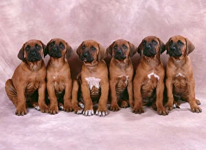 Litter Collection: Rhodesian Ridgeback Dog - puppies in a row