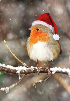 European Robin Collection: Robin - in falling snow wearing Christmas hat Digital Manipulation: falling snow. Hat SG