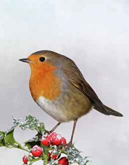 John Bird Collection: Robin - On Holly